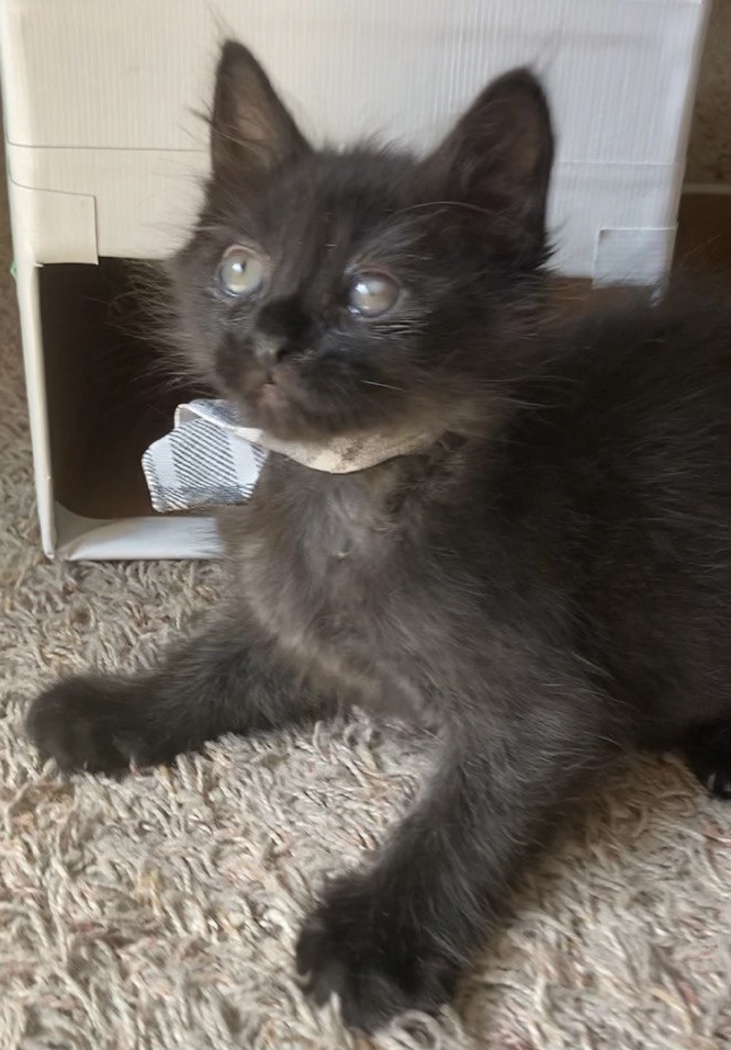 Picture of the Animal Listed