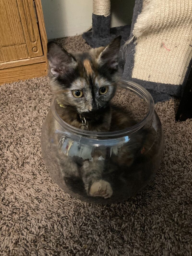 Picture of the Animal Listed