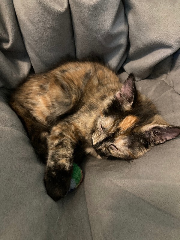 Picture of the Animal Listed