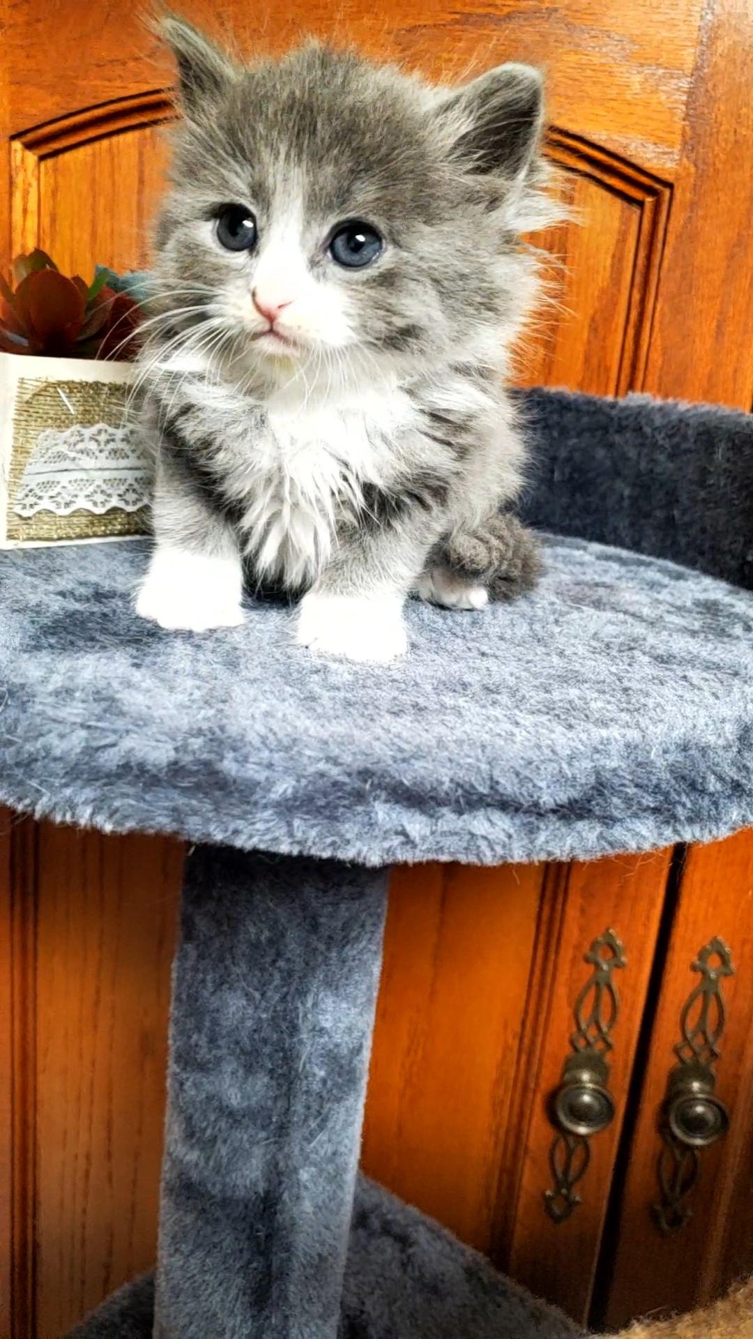 Picture of the Animal Listed