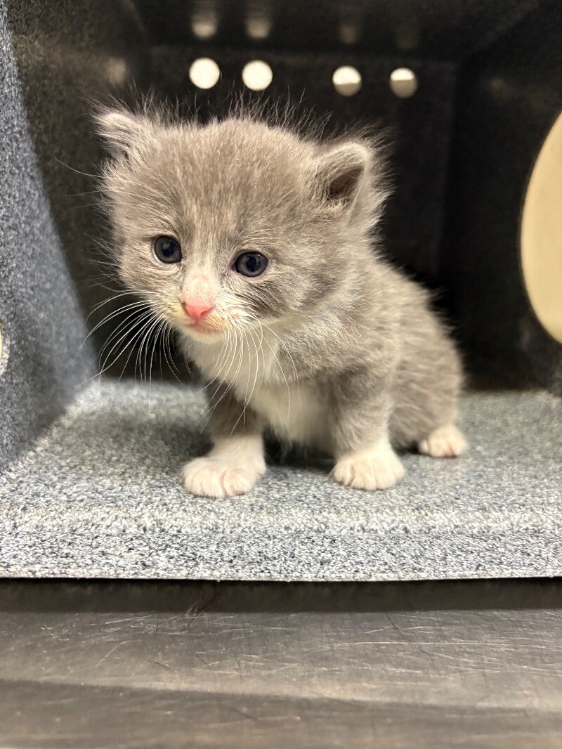 Picture of the Animal Listed