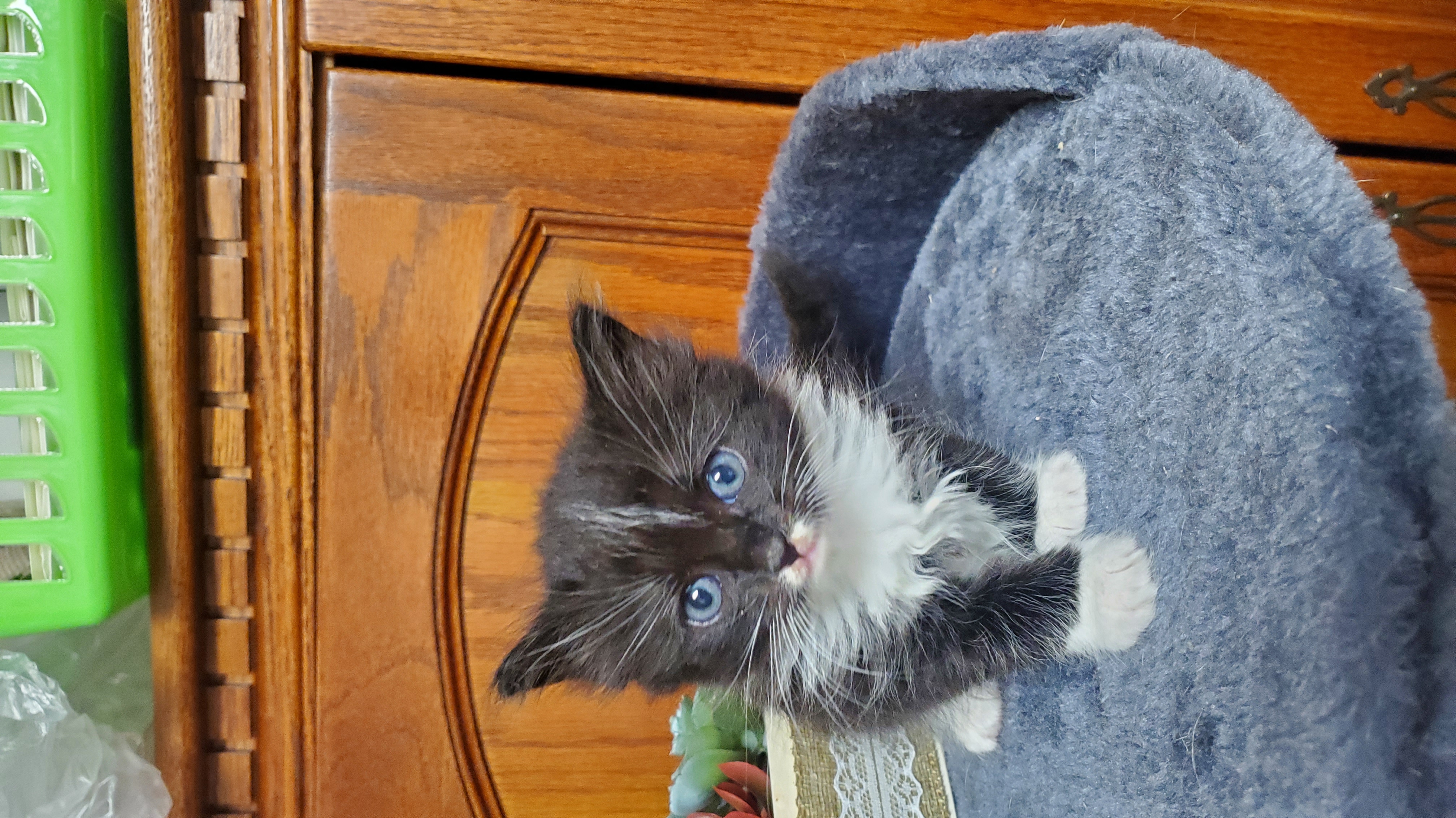 Picture of the Animal Listed