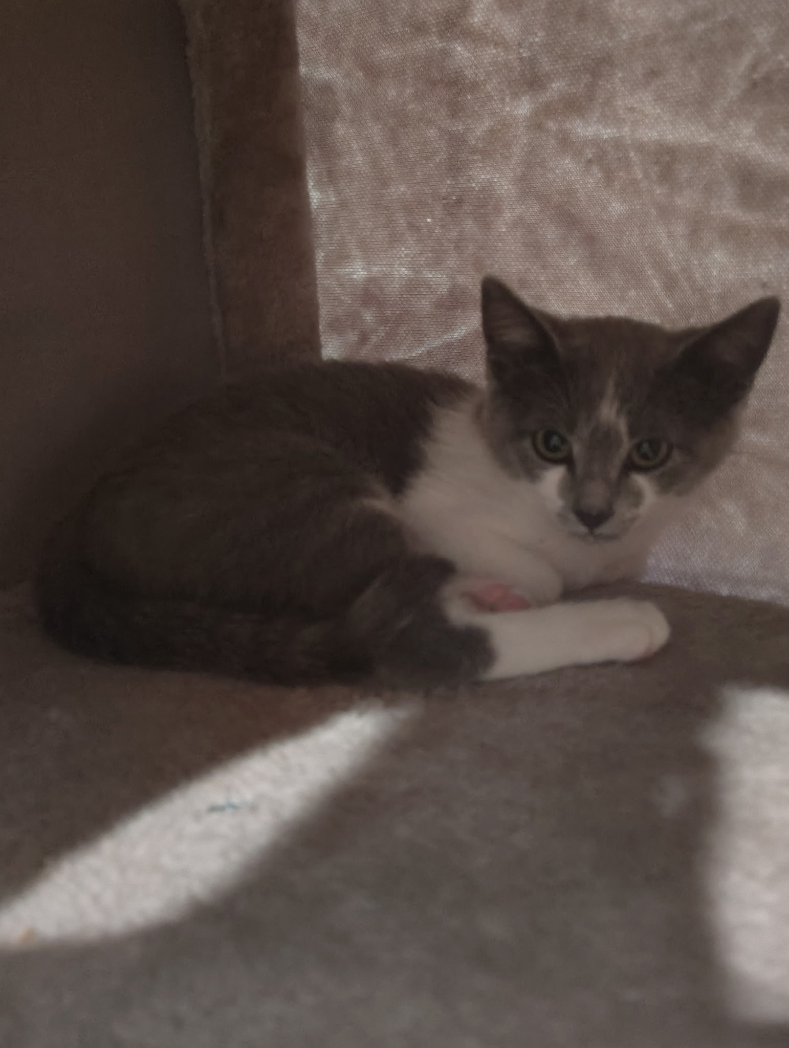 Picture of the Animal Listed