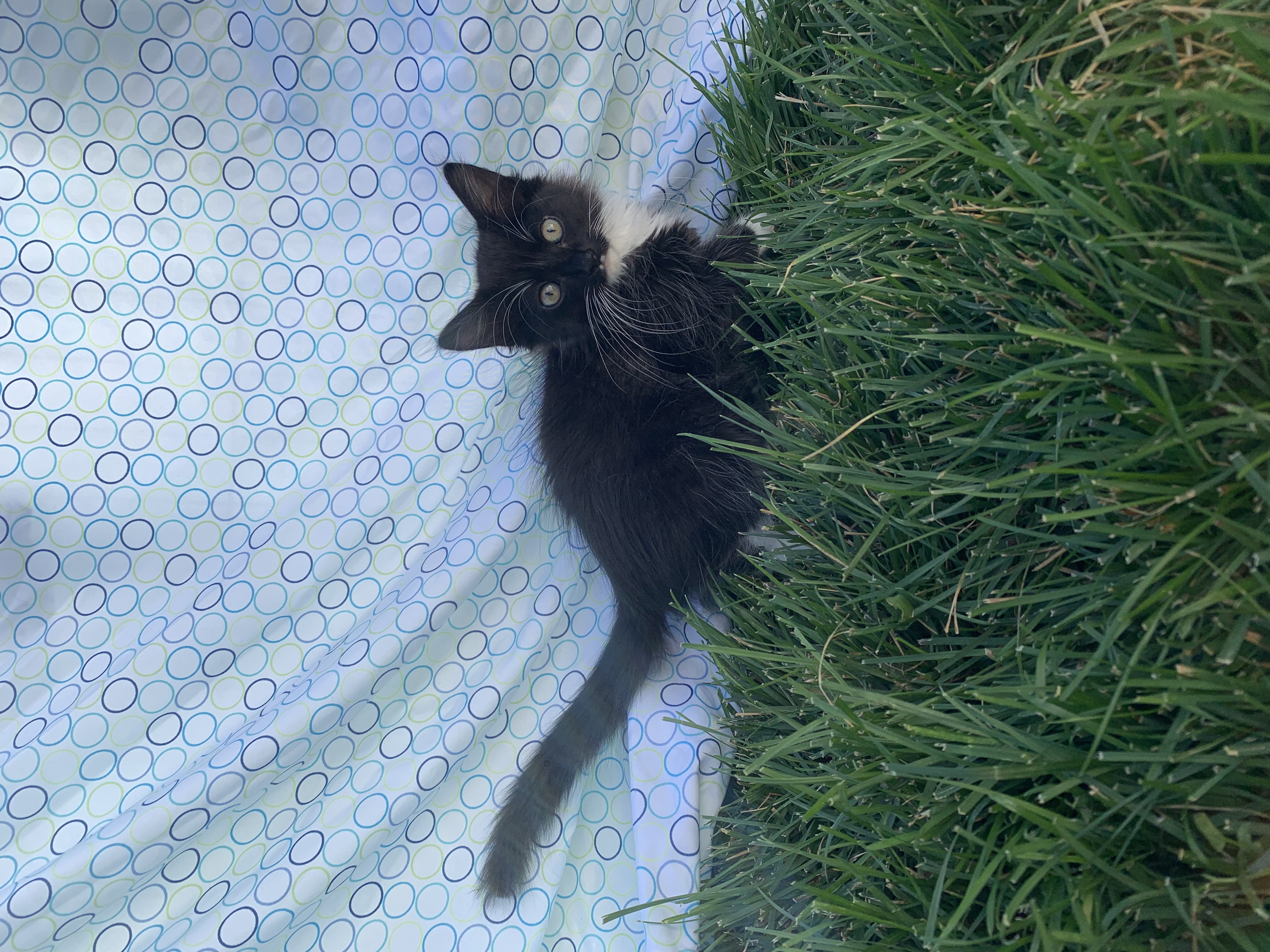 Picture of the Animal Listed
