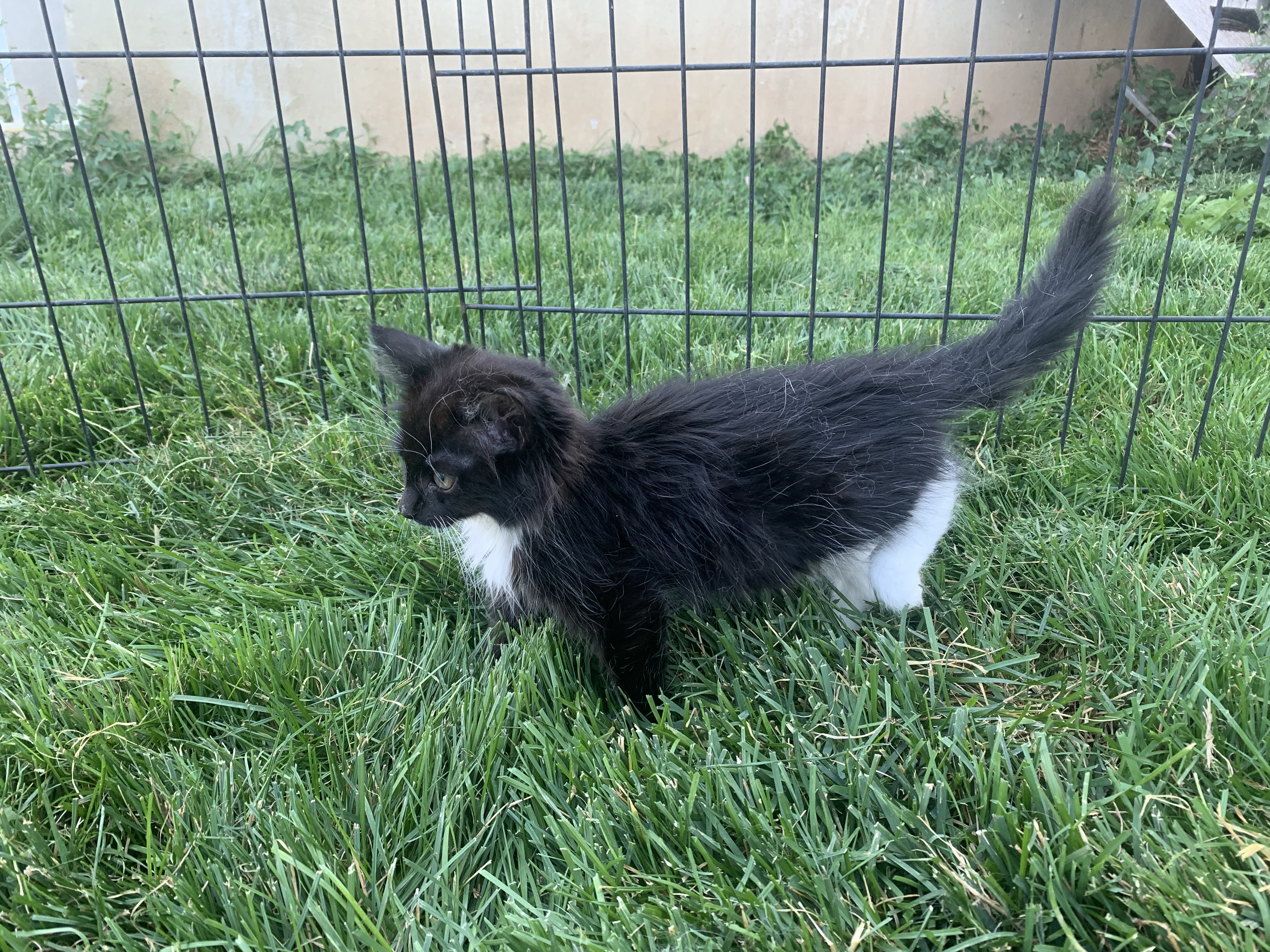 Picture of the Animal Listed