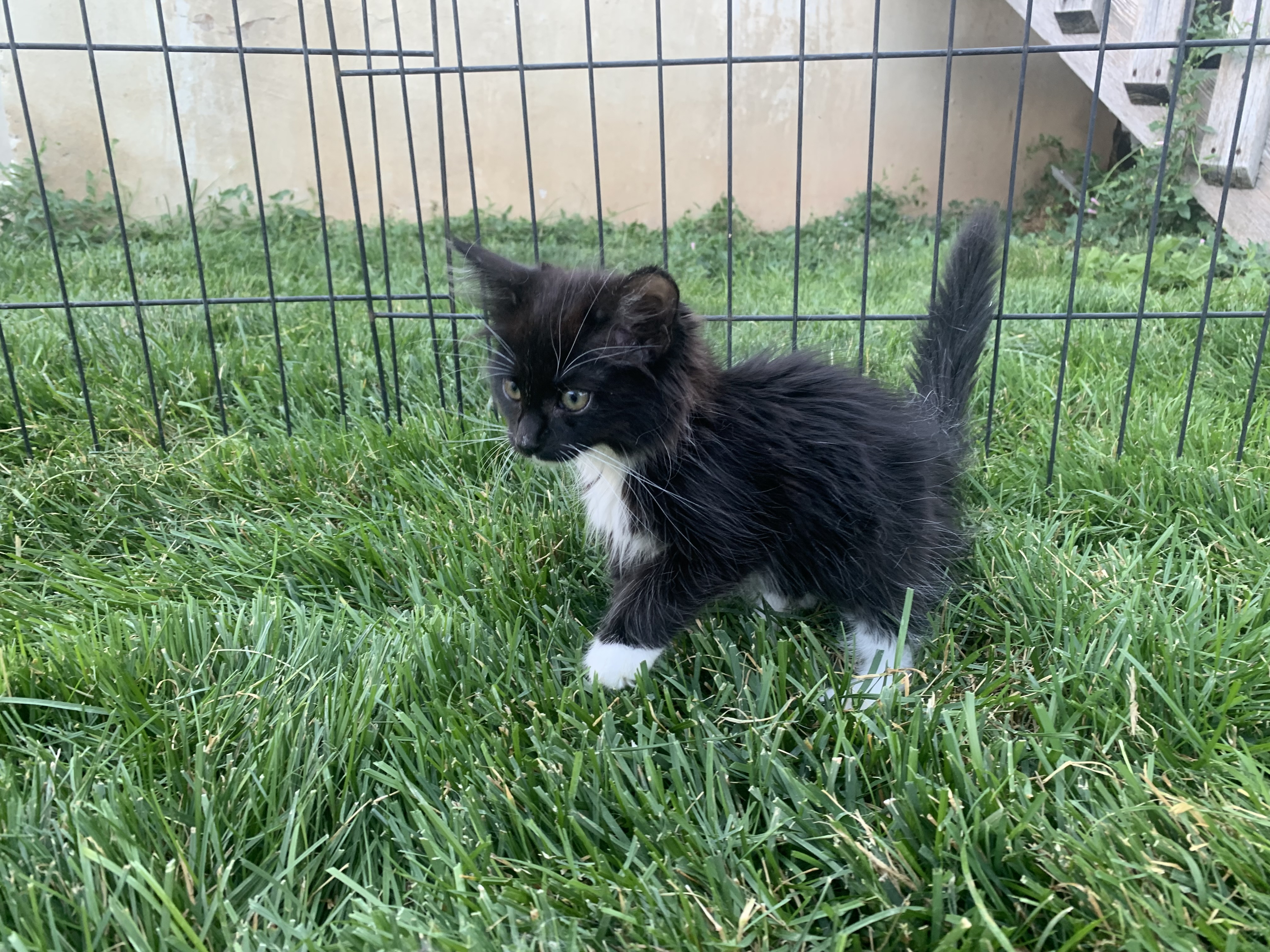 Picture of the Animal Listed