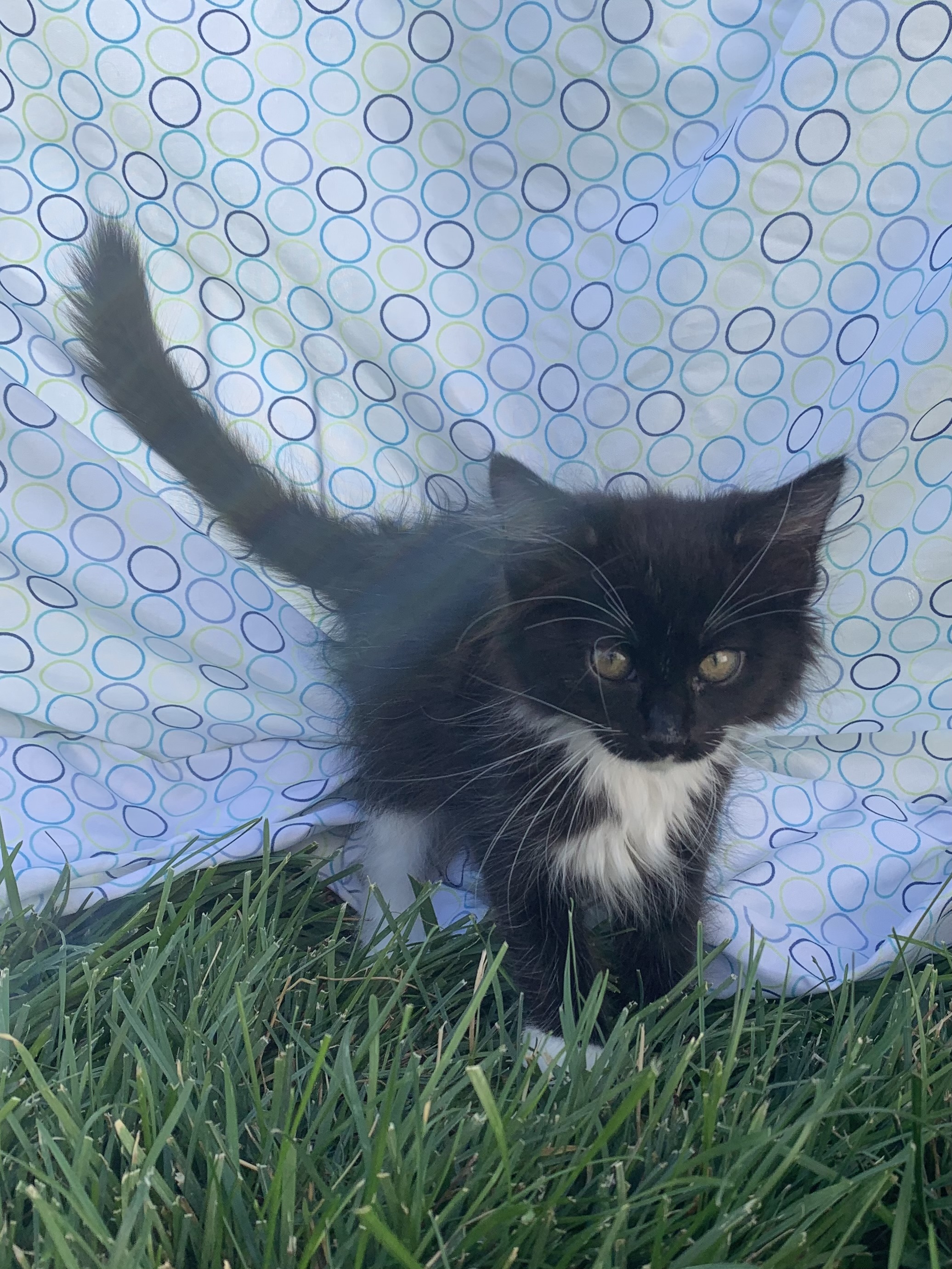 Picture of the Animal Listed