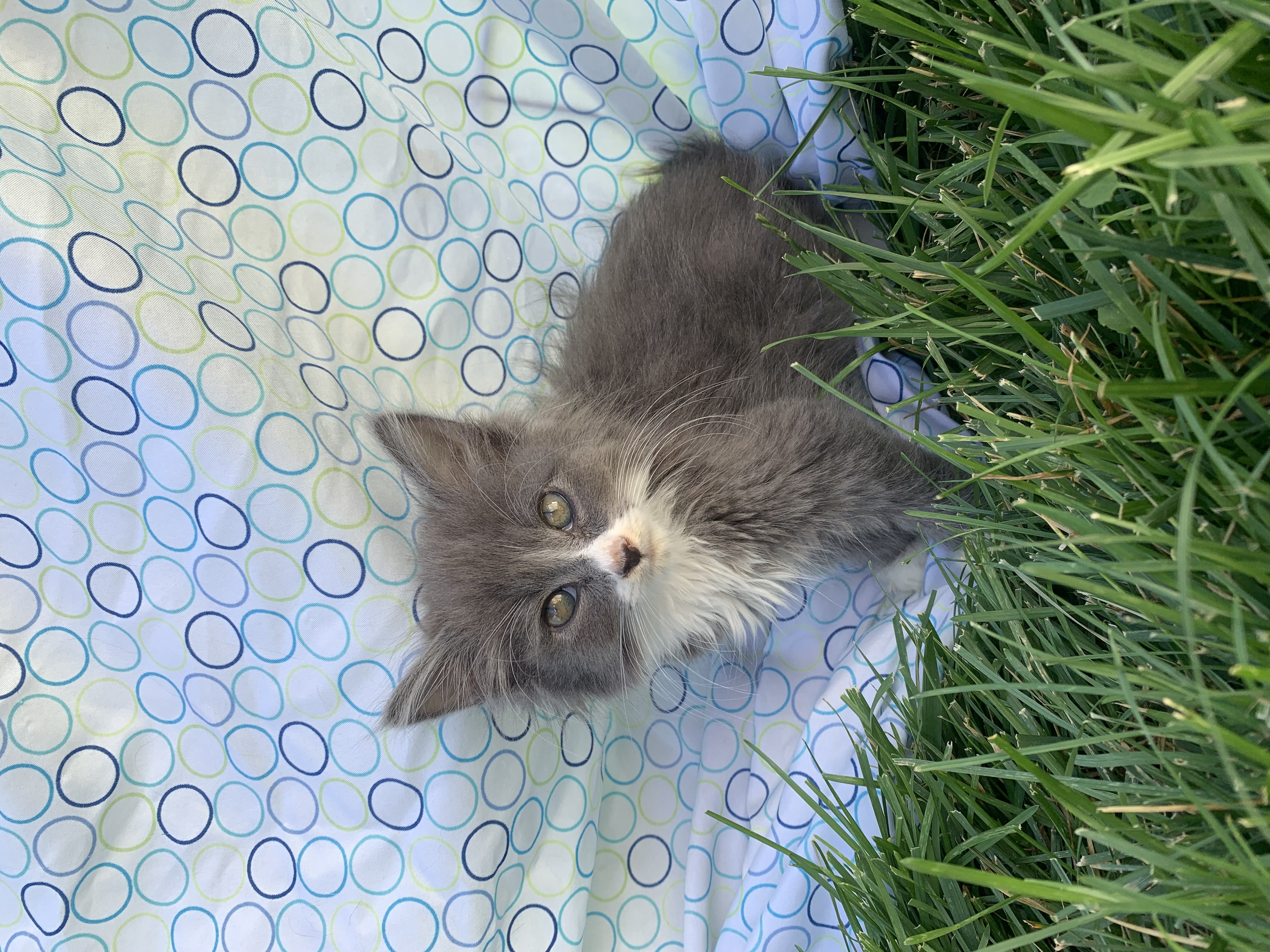 Picture of the Animal Listed