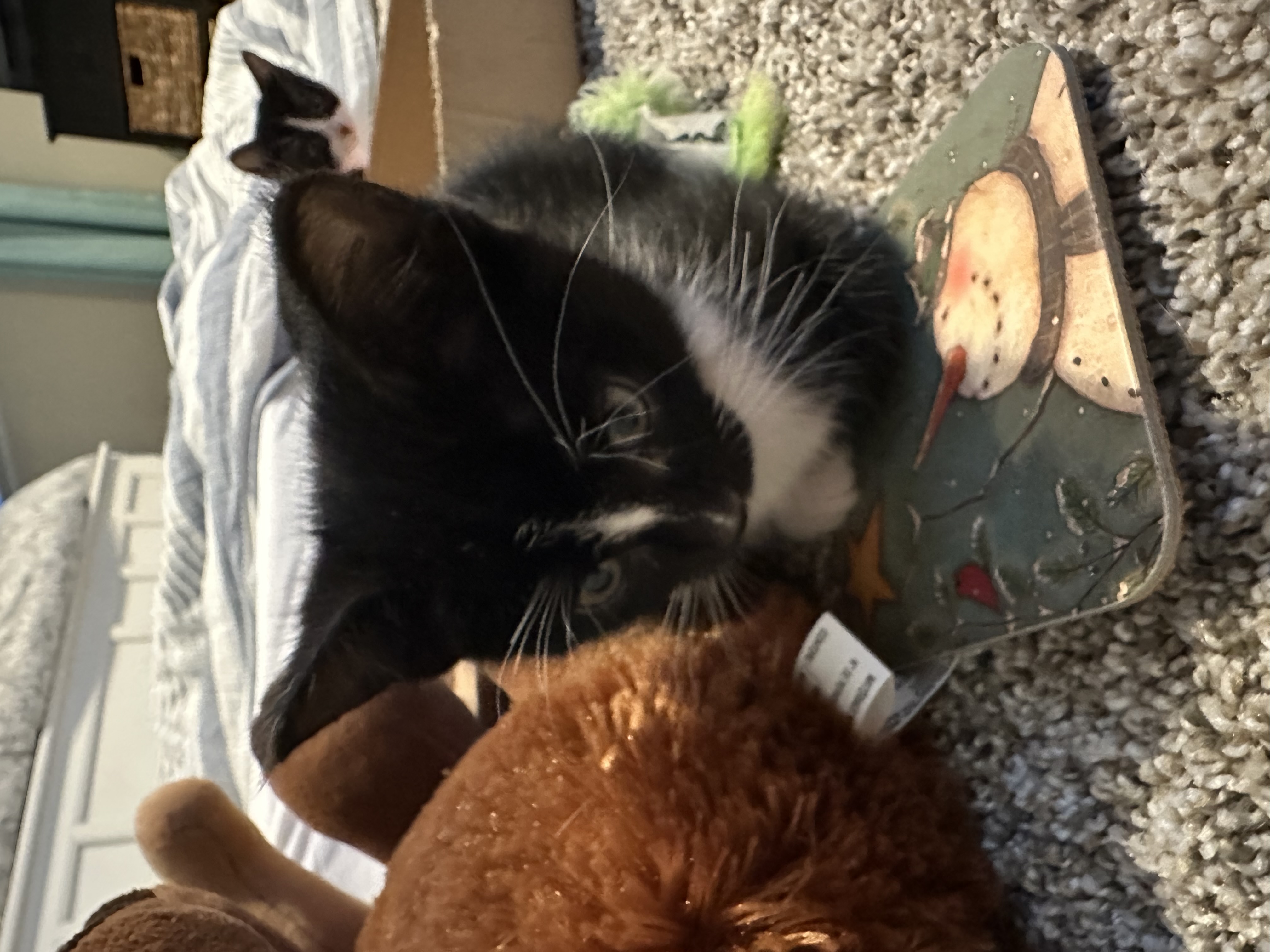 Picture of the Animal Listed