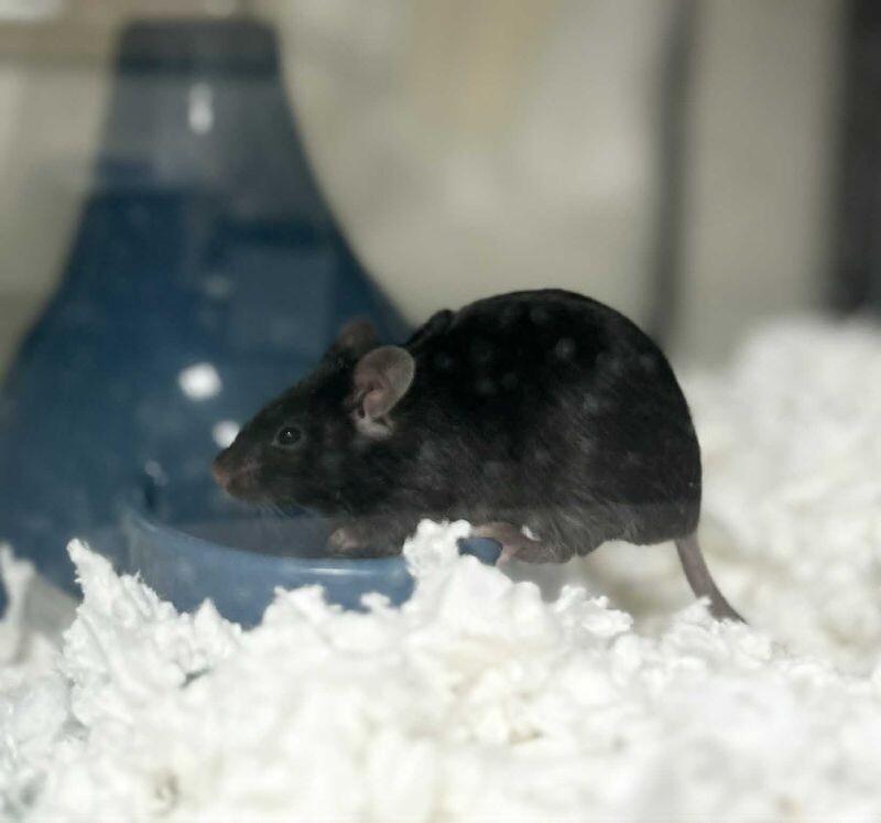 Picture of the Animal Listed