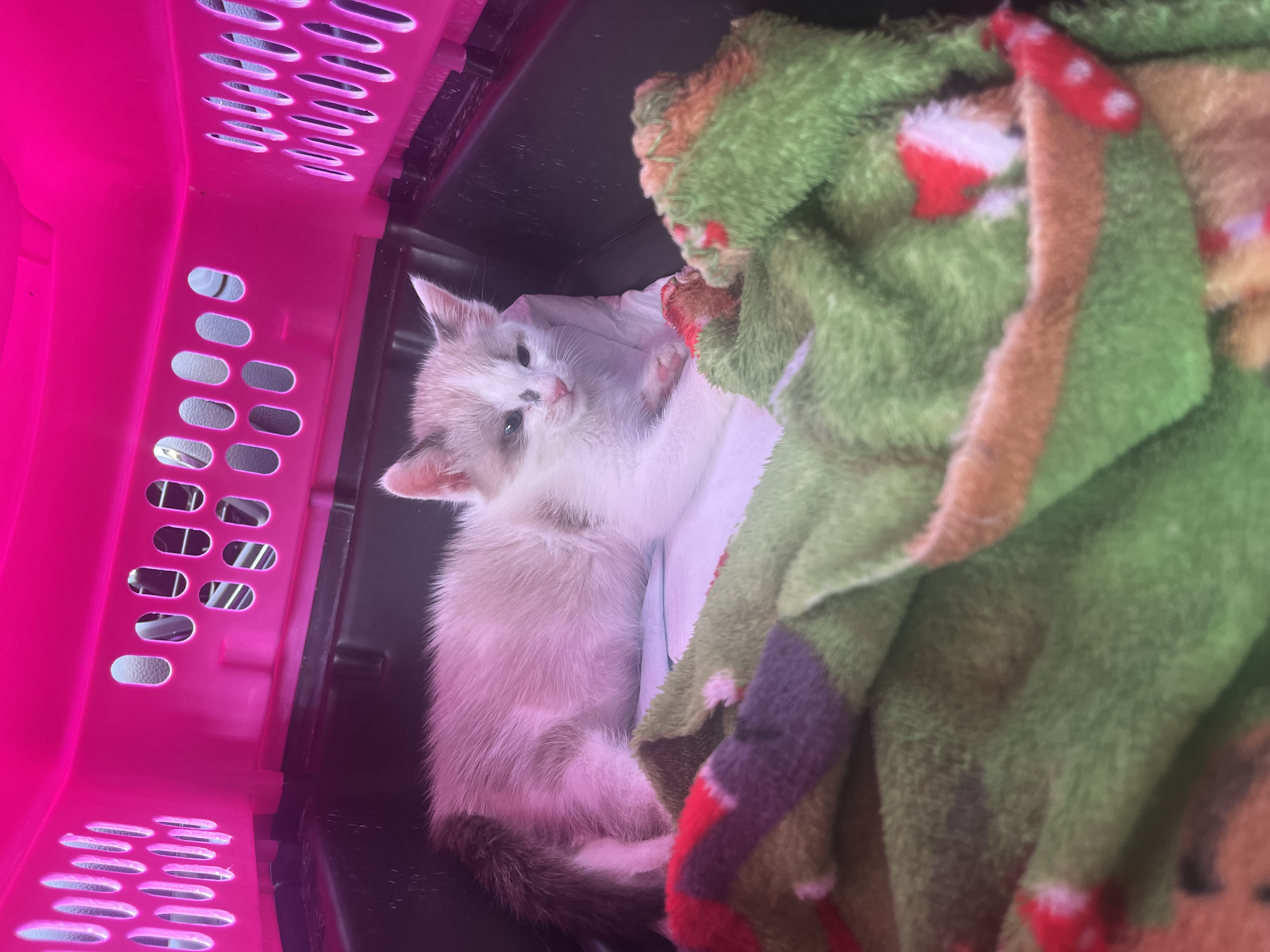 Picture of the Animal Listed