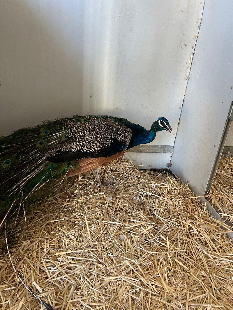 Picture of the Animal Listed