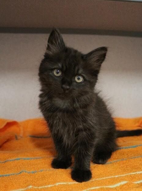 Picture of the Animal Listed