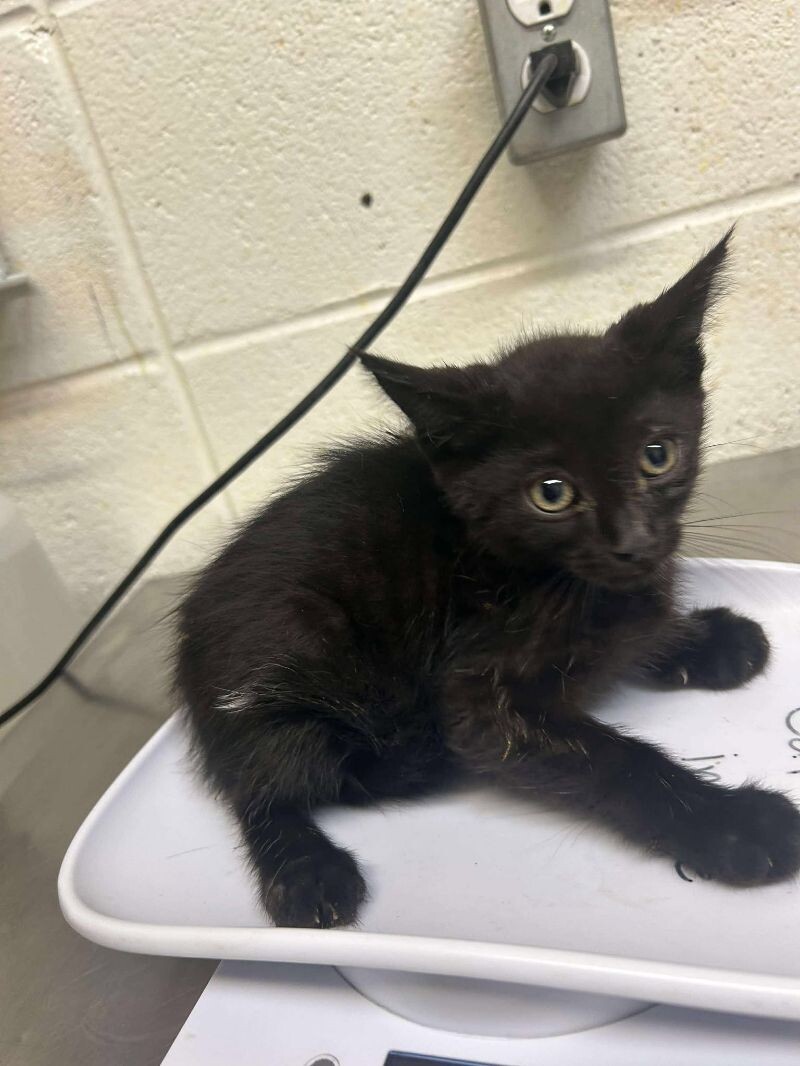 Picture of the Animal Listed