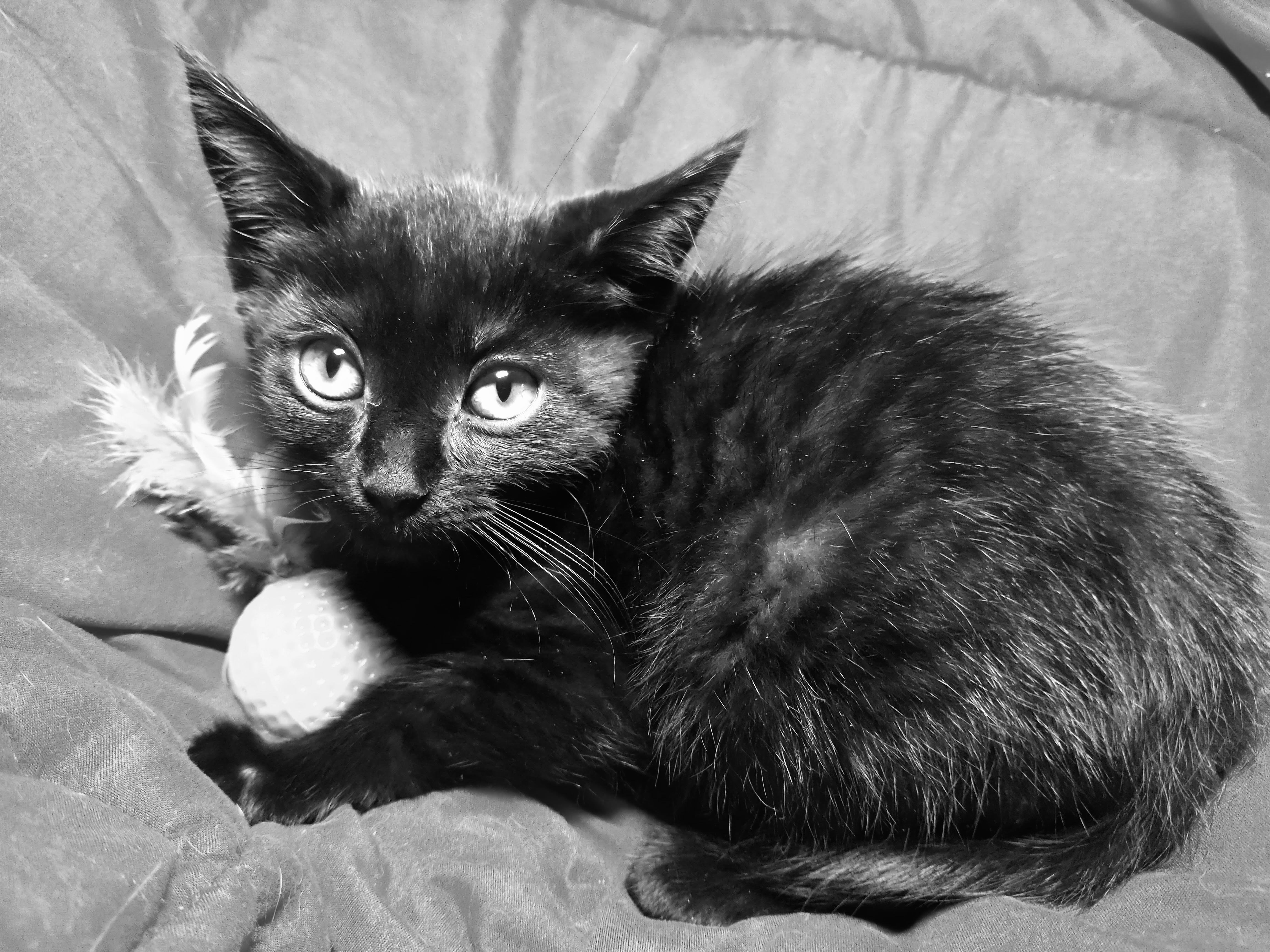 Picture of the Animal Listed