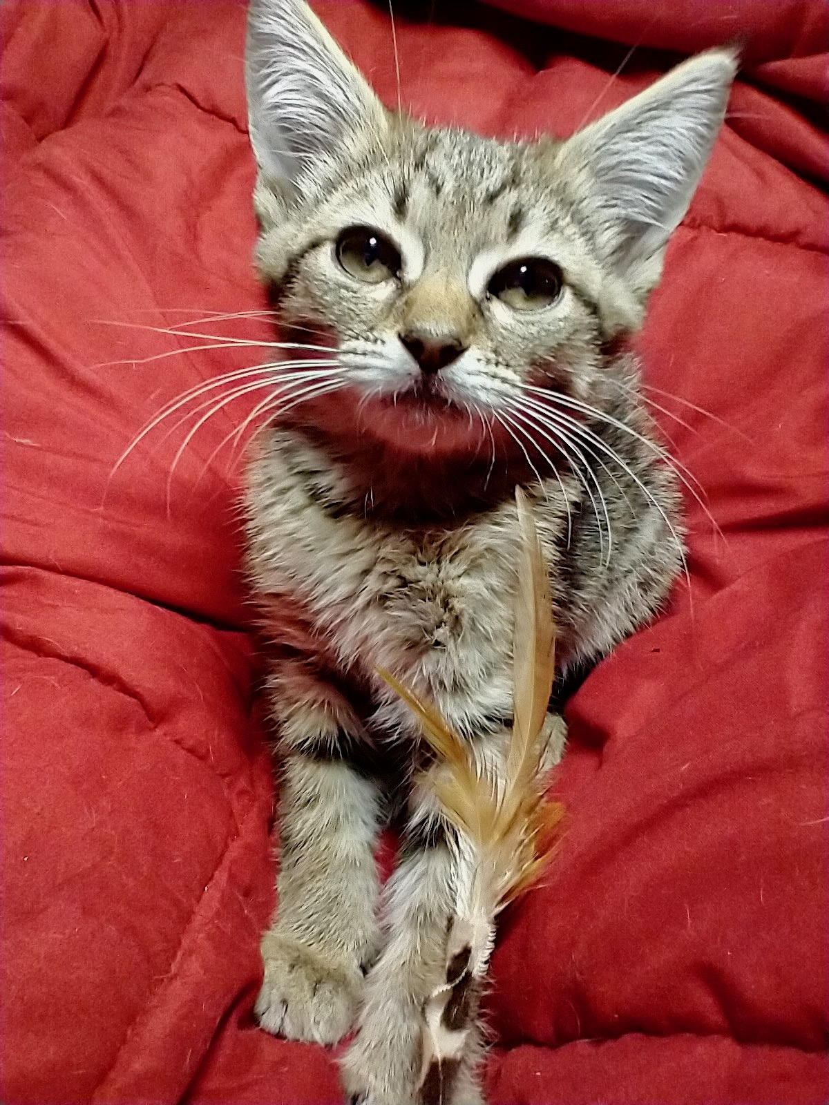 Picture of the Animal Listed