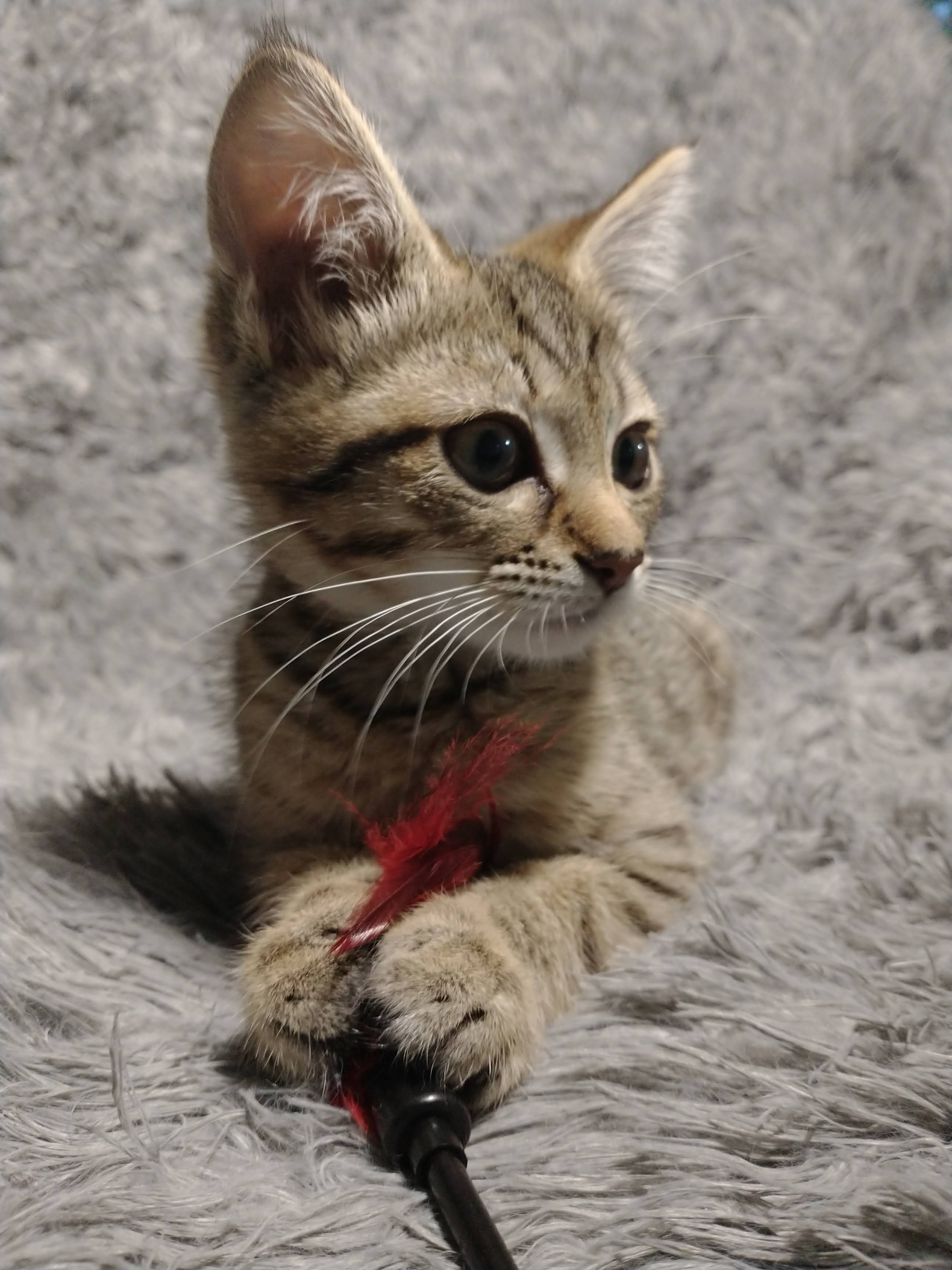 Picture of the Animal Listed