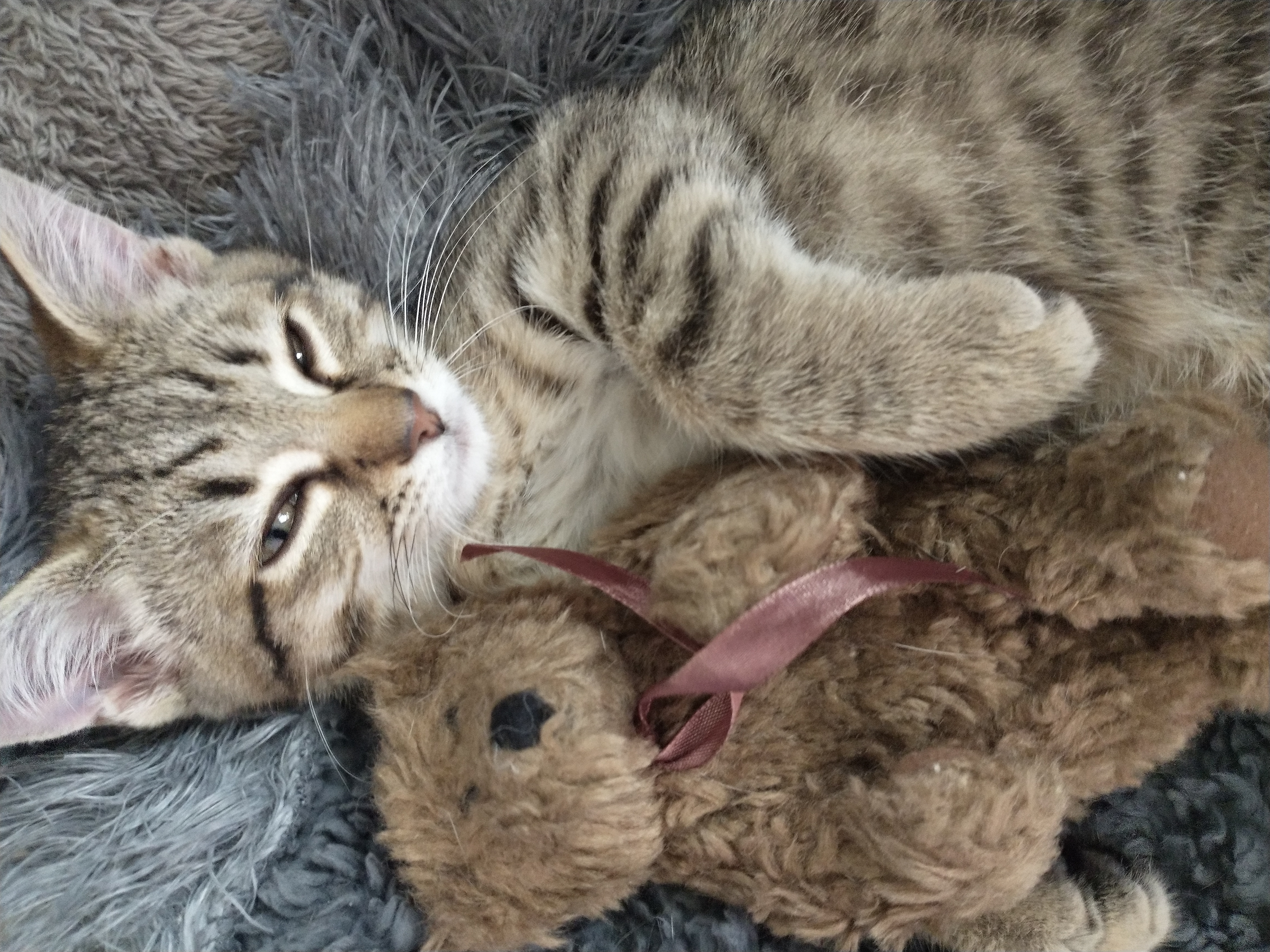Picture of the Animal Listed