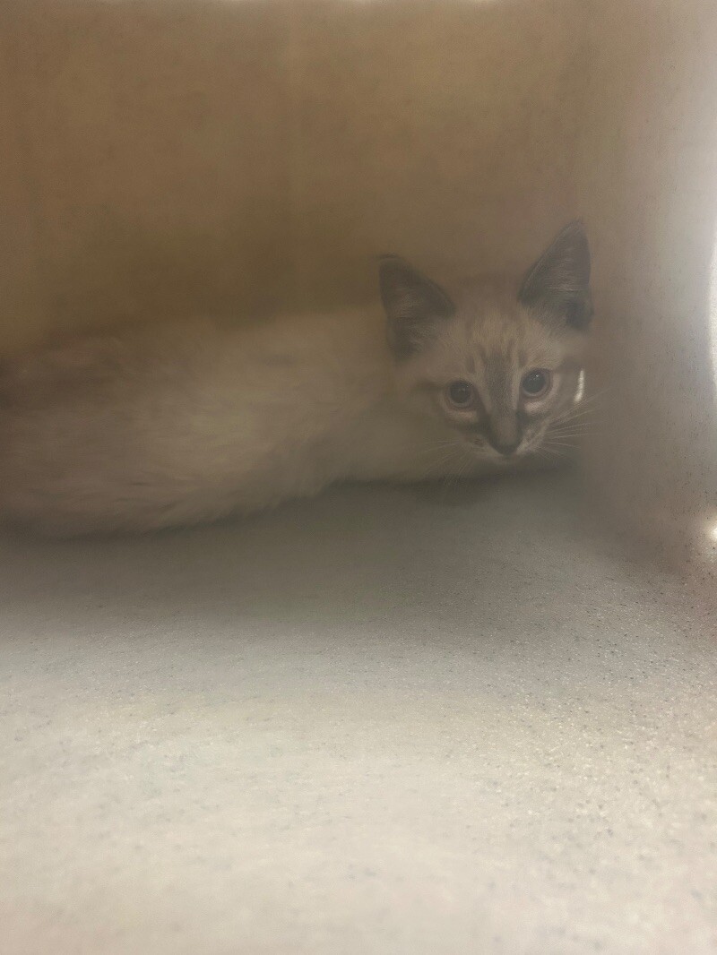 Picture of the Animal Listed