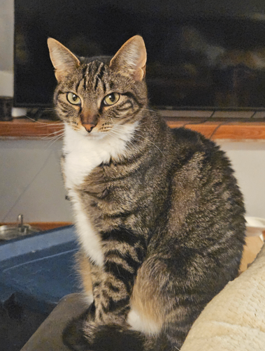 Picture of the Animal Listed