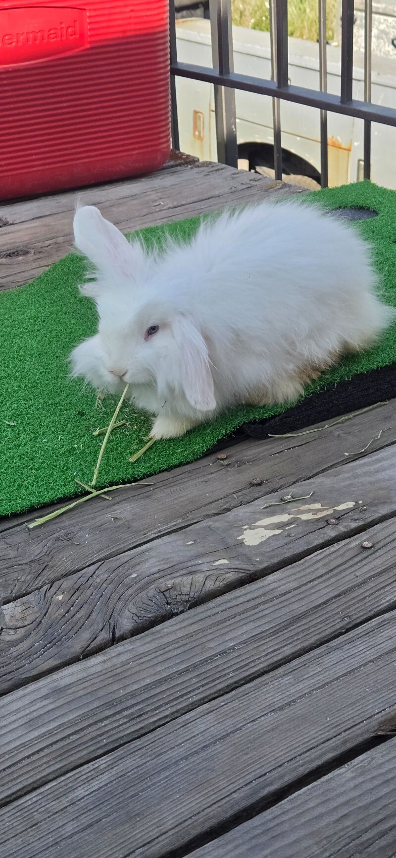 Picture of the Animal Listed