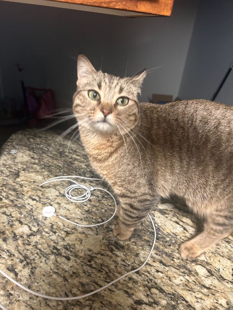 Picture of the Animal Listed