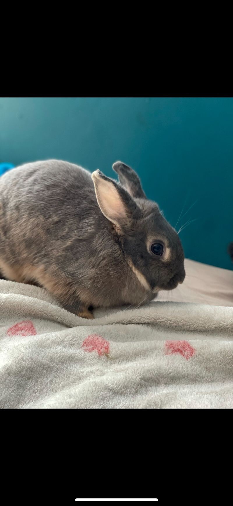 Picture of the Animal Listed