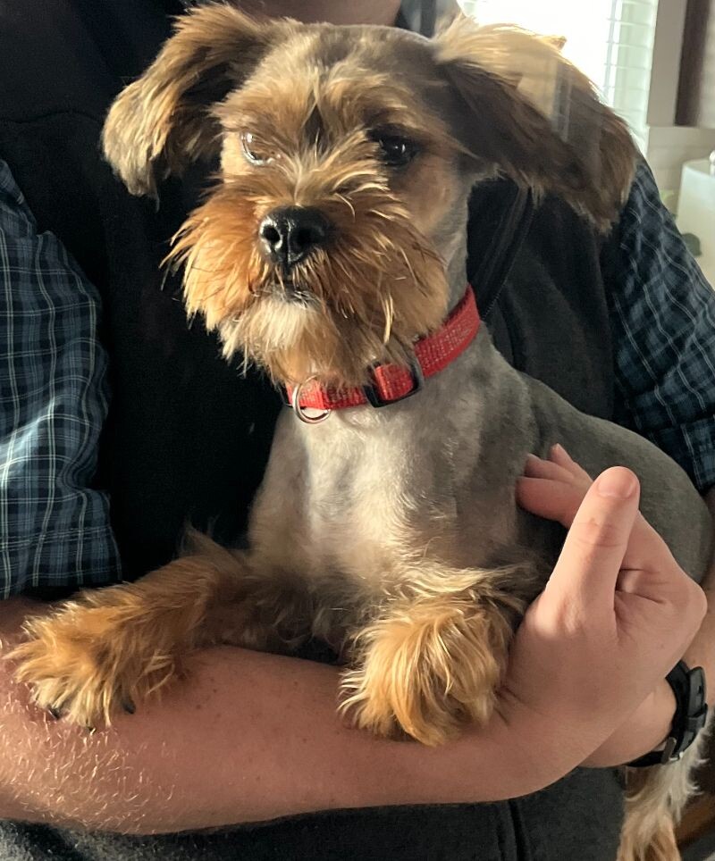 Picture of the Animal Listed