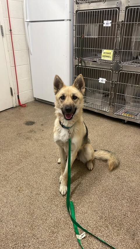 Picture of the Animal Listed