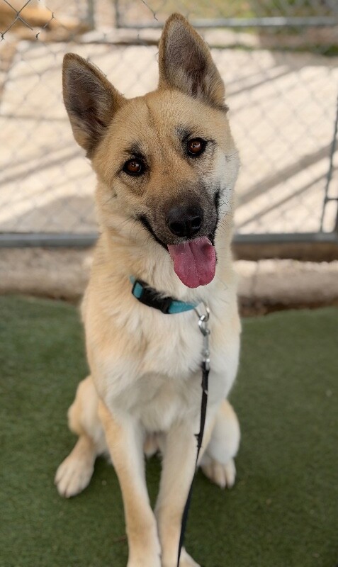 Picture of the Animal Listed