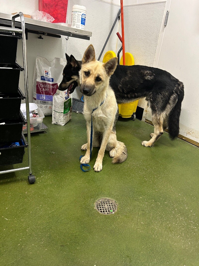 Picture of the Animal Listed