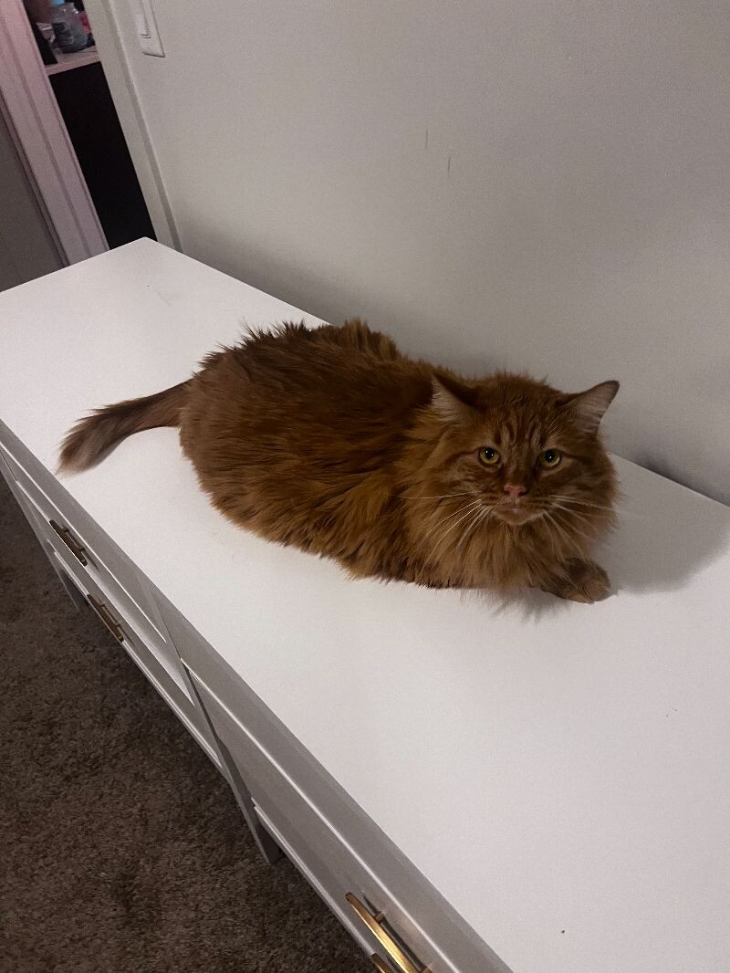 Picture of the Animal Listed