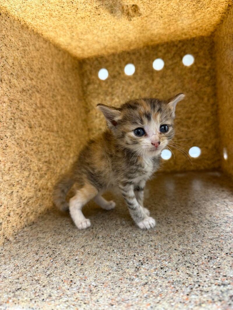 Picture of the Animal Listed