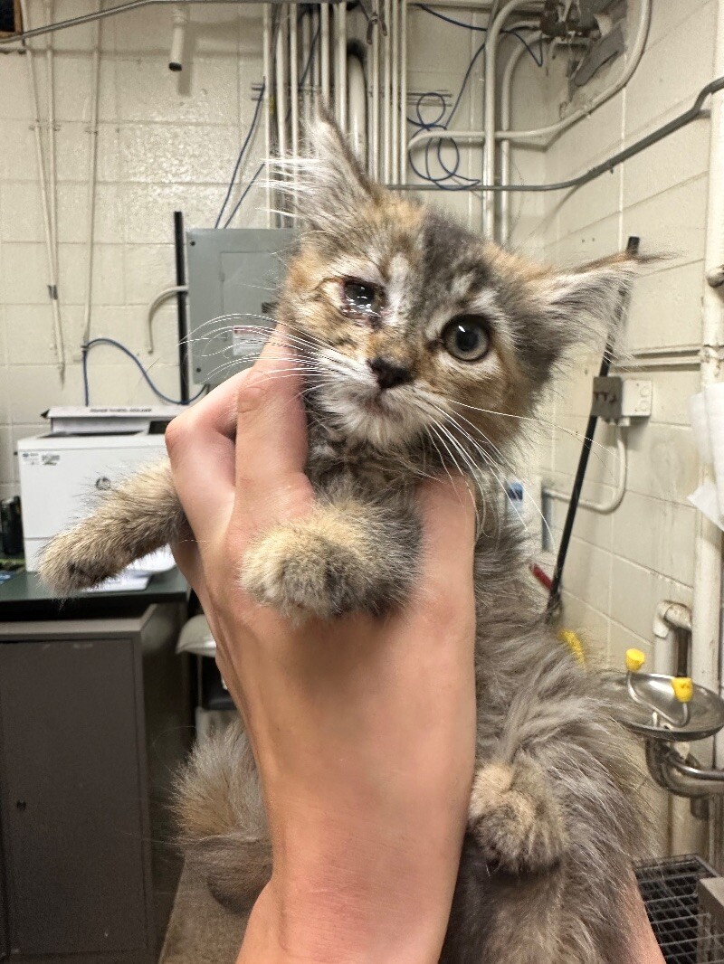 Picture of the Animal Listed