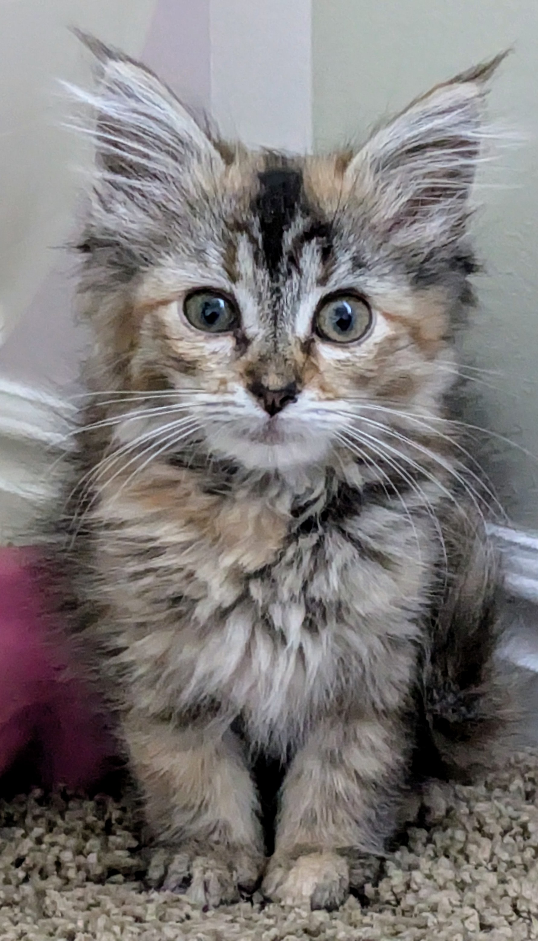 Picture of the Animal Listed