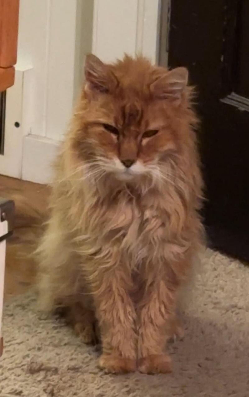 Picture of the Animal Listed