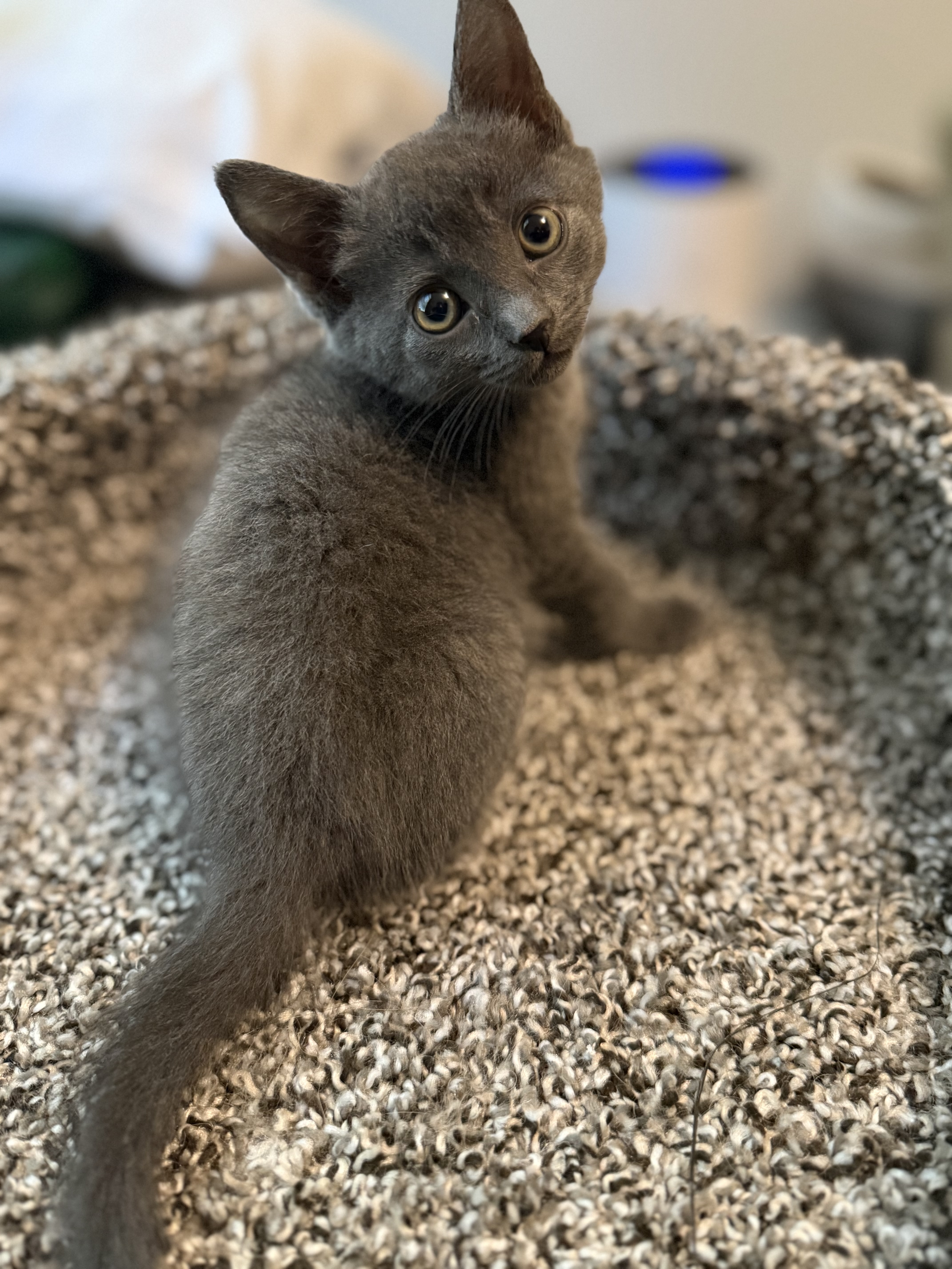 Picture of the Animal Listed