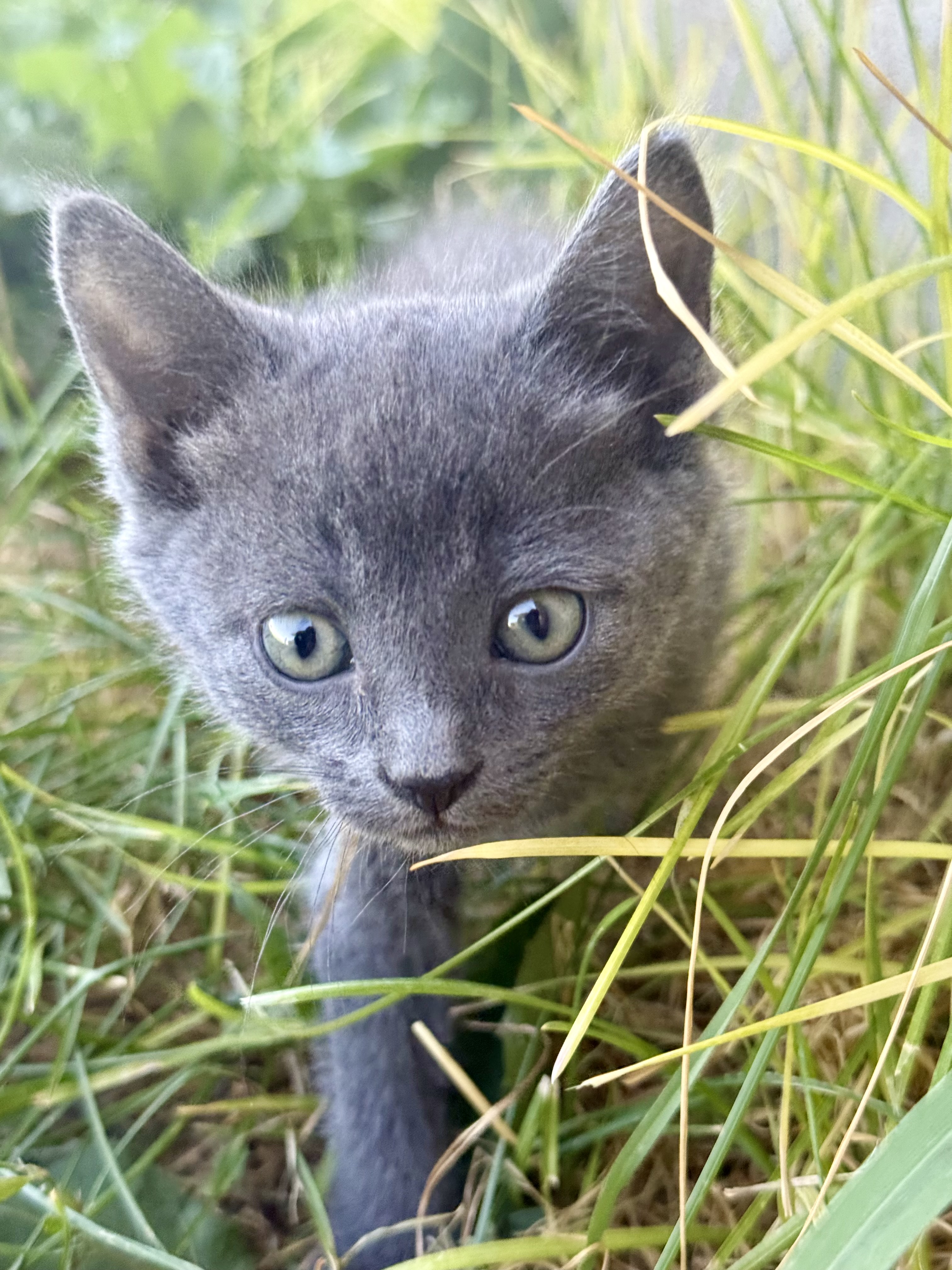 Picture of the Animal Listed