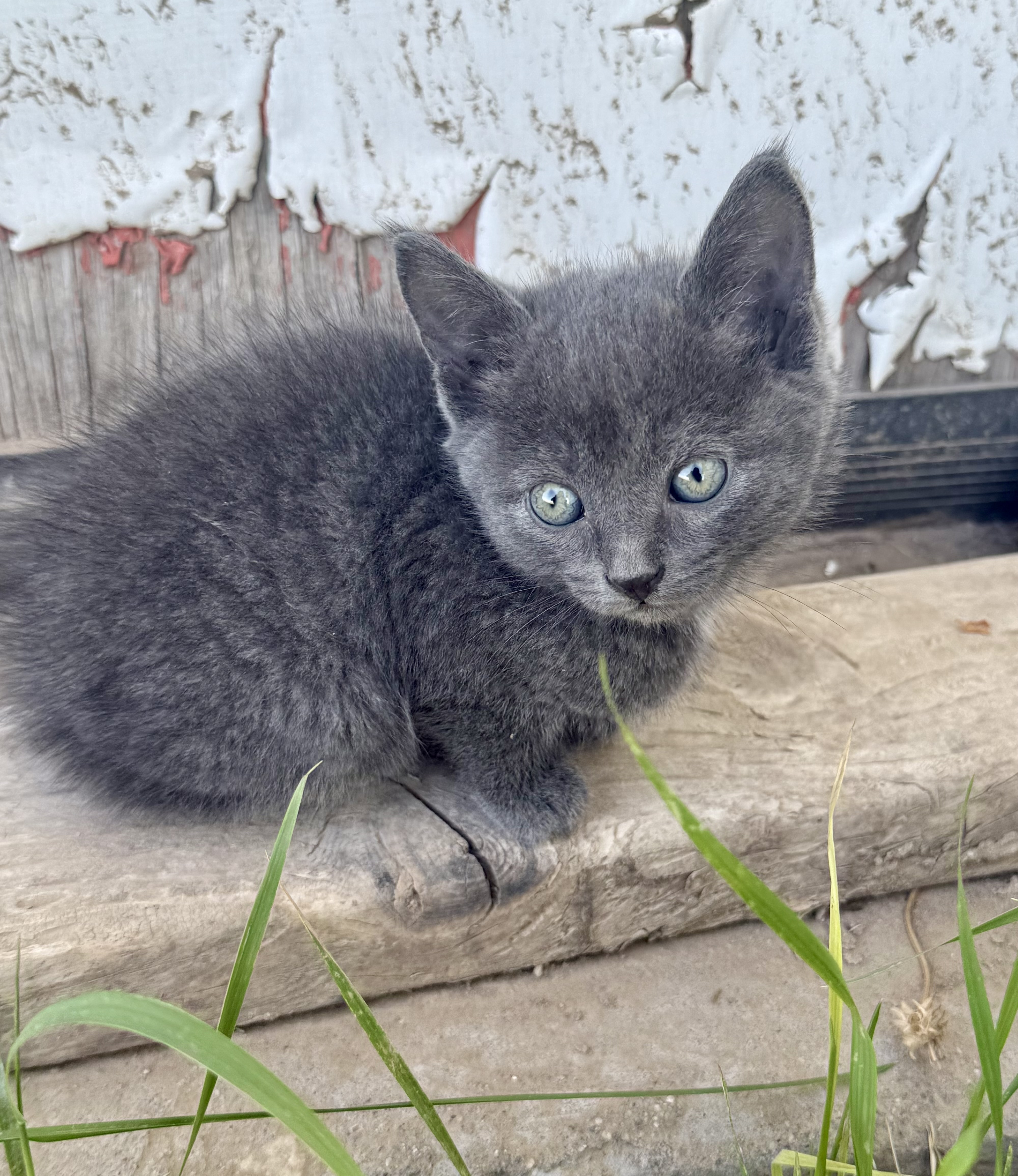 Picture of the Animal Listed