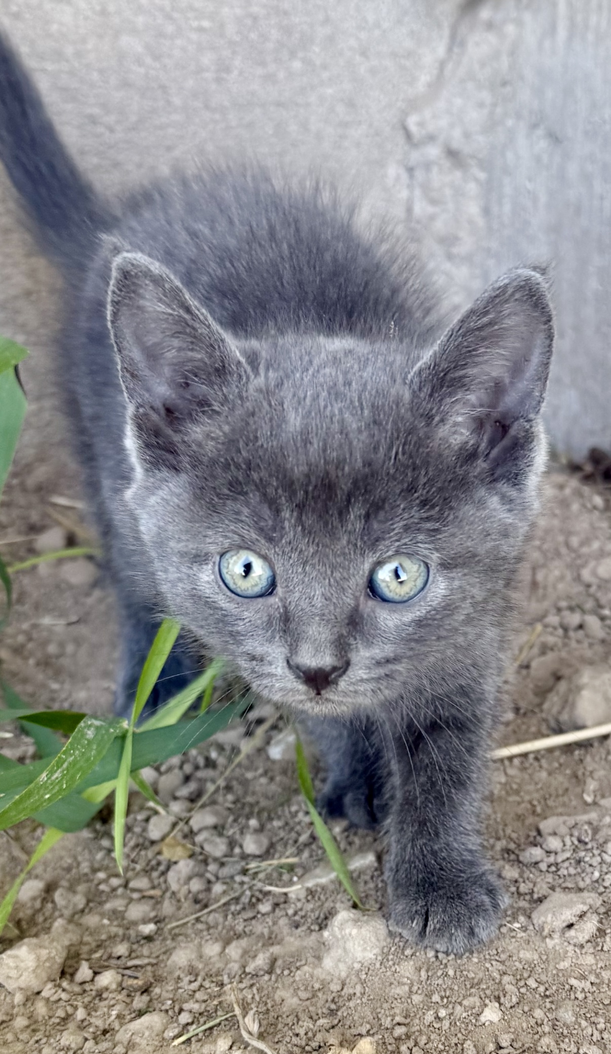 Picture of the Animal Listed