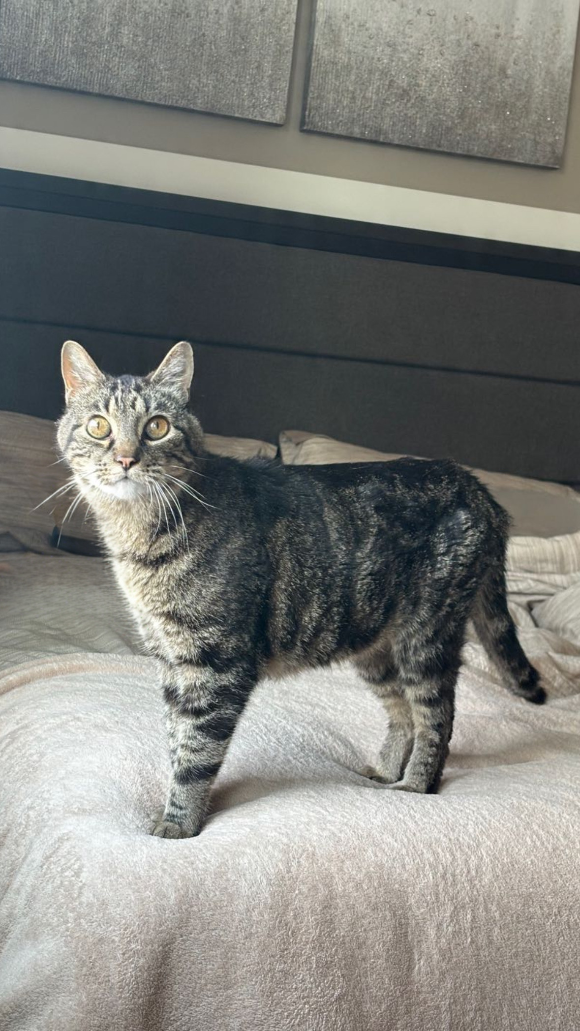 Picture of the Animal Listed