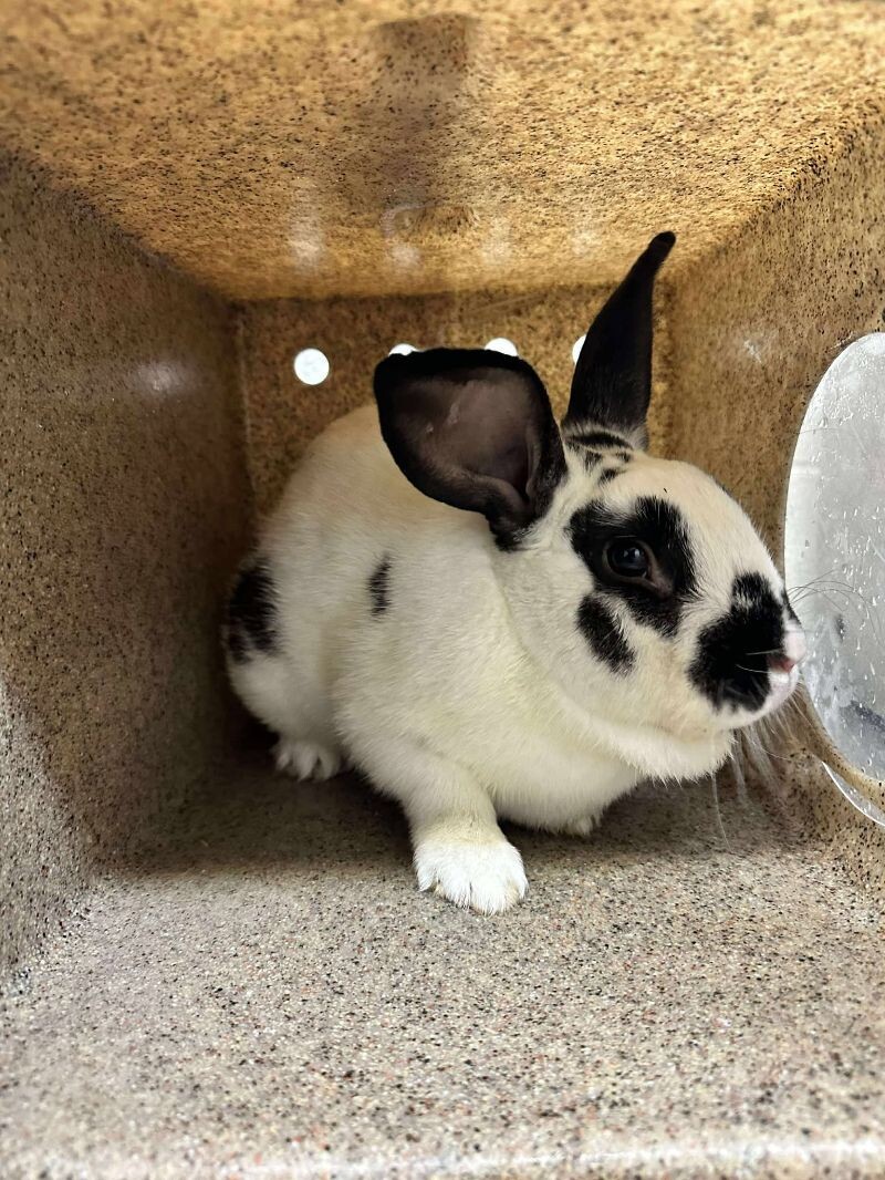 Picture of the Animal Listed