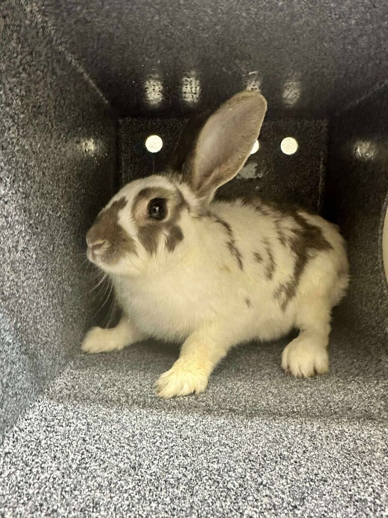 Picture of the Animal Listed