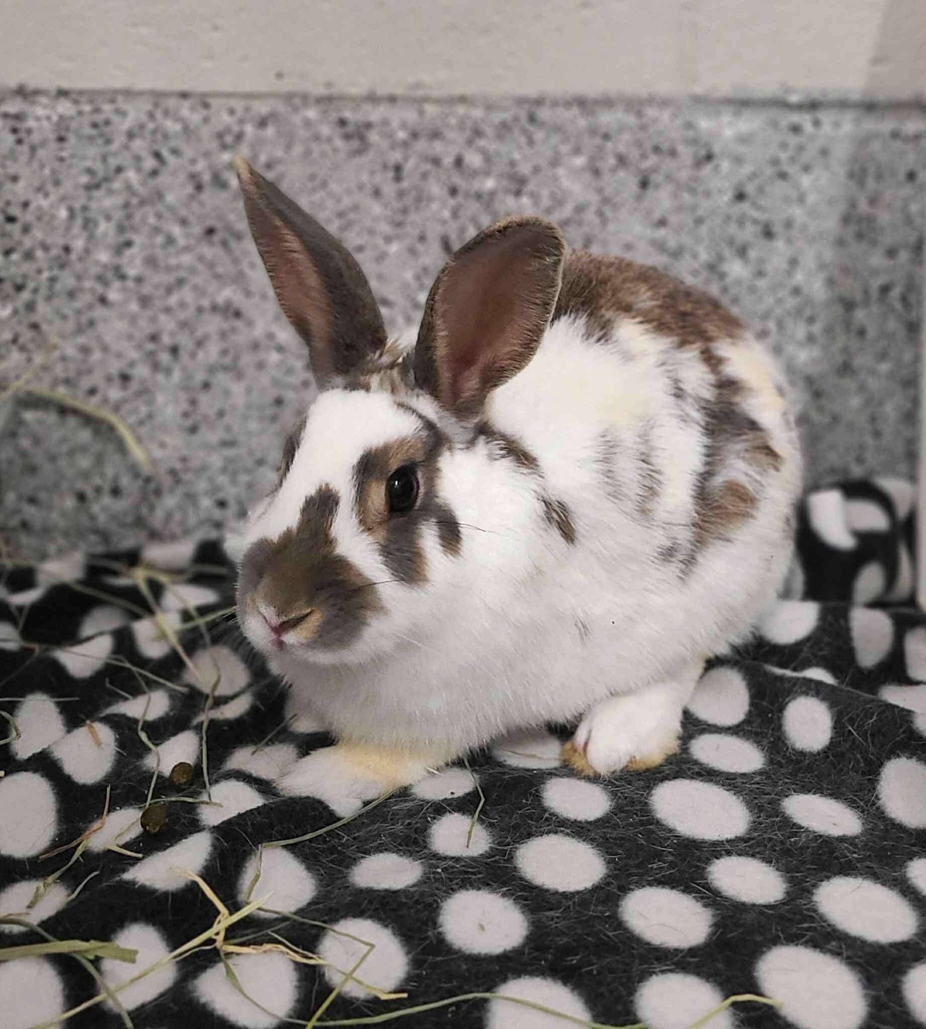 Picture of the Animal Listed