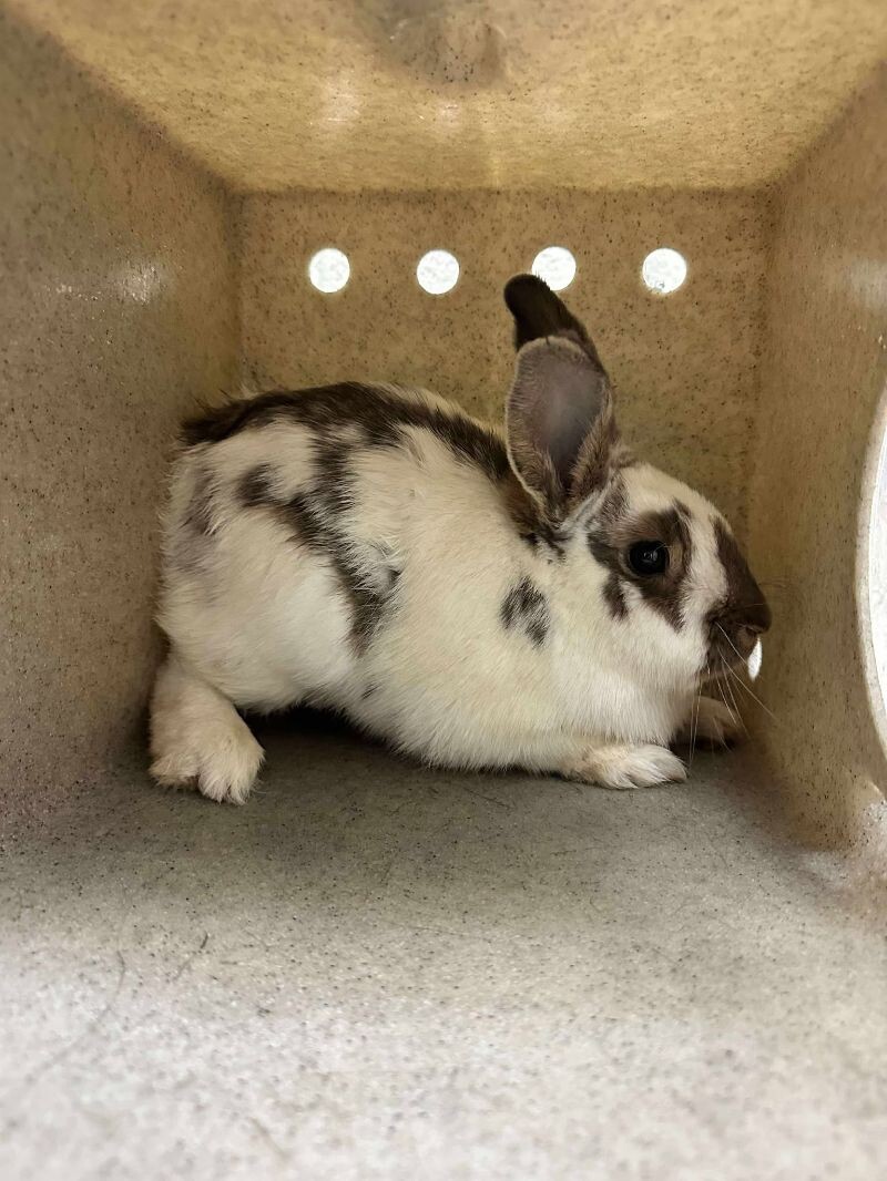 Picture of the Animal Listed