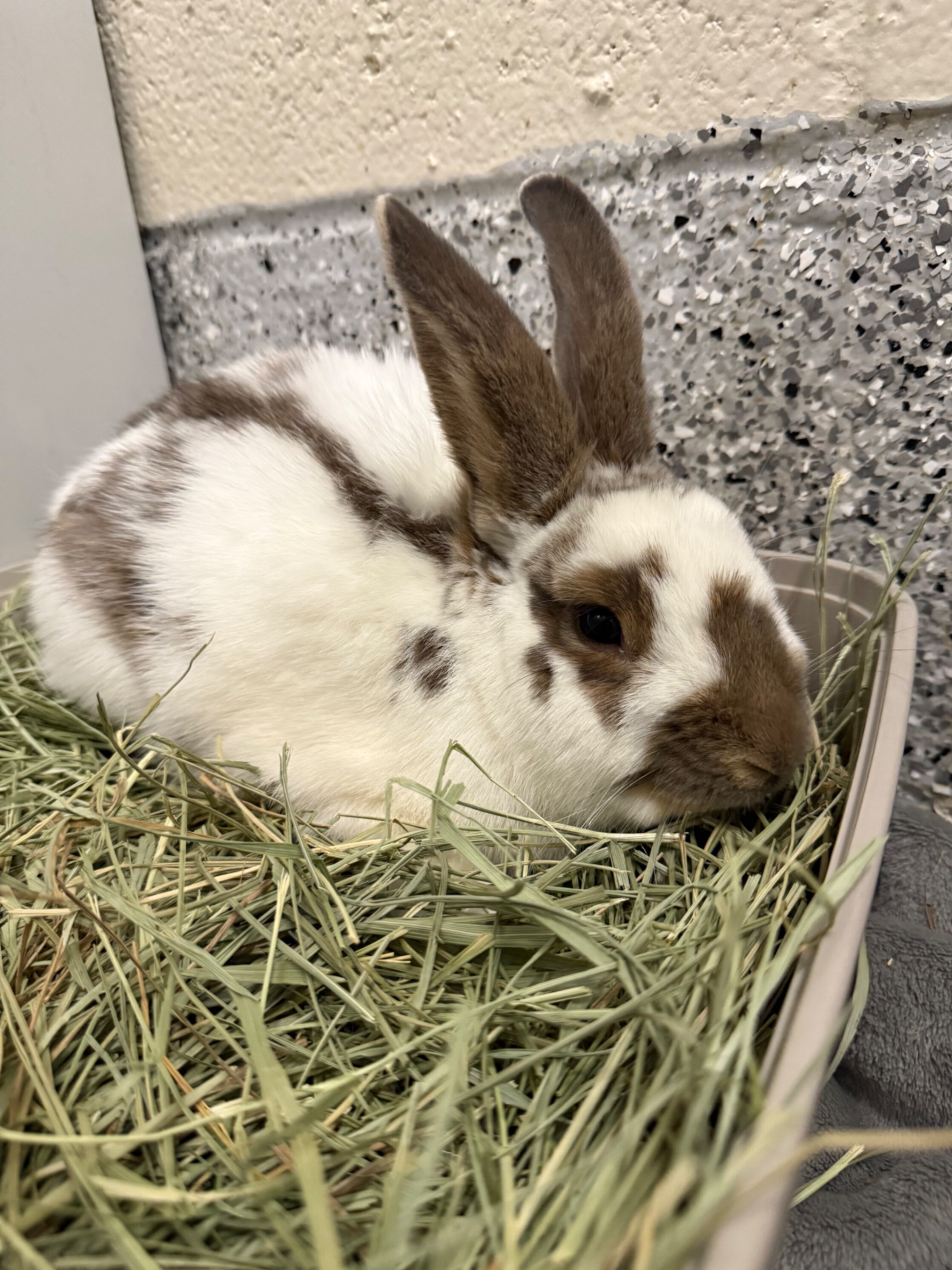 Picture of the Animal Listed