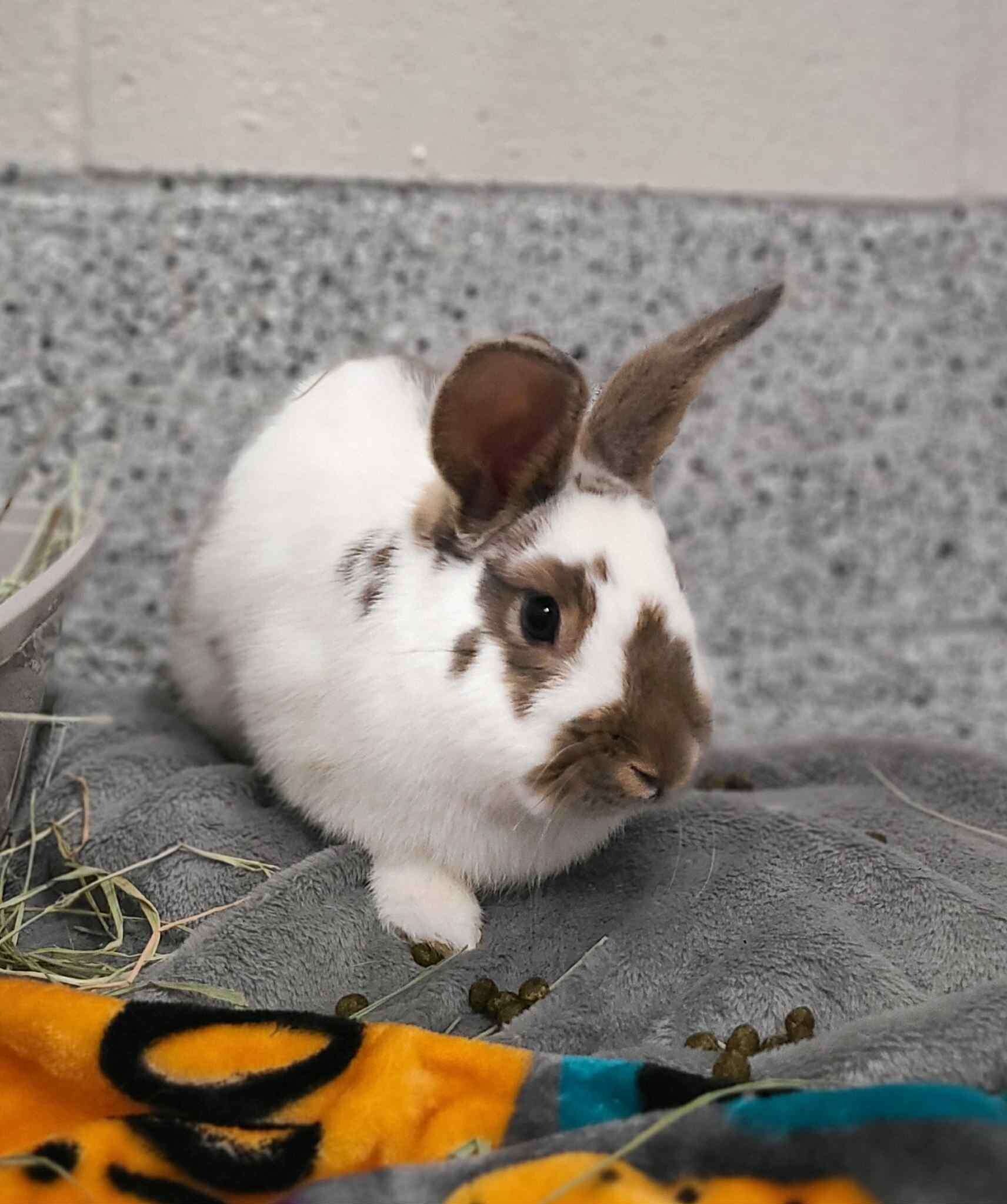 Picture of the Animal Listed