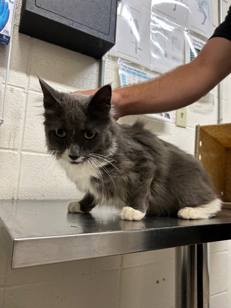 Picture of the Animal Listed