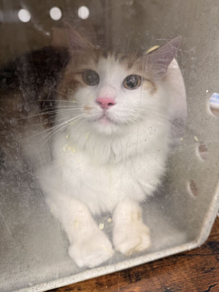 Picture of the Animal Listed