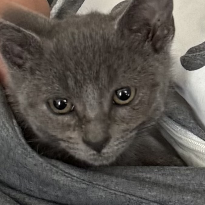 Picture of the Animal Listed